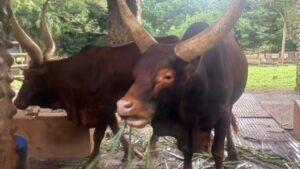 Sapi Watusi Hasil Barter Kapibara Jadi Primadona Baru Taman Margasatwa Ragunan