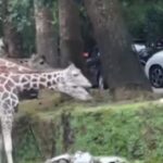 Pengunjung Nekat Turun dari Mobil di Area Satwa Taman Safari Bogor, Tuai Kecaman Warganet