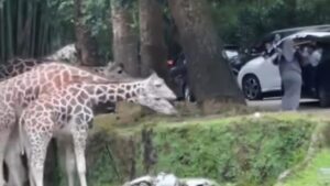 Pengunjung Nekat Turun dari Mobil di Area Satwa Taman Safari Bogor, Tuai Kecaman Warganet