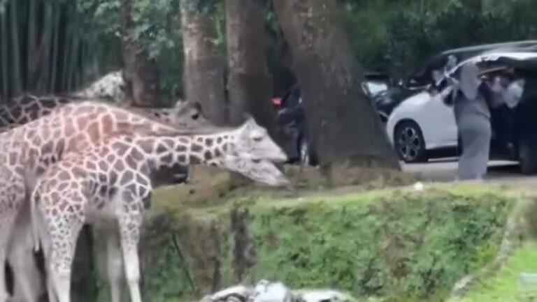 Pengunjung Nekat Turun dari Mobil di Area Satwa Taman Safari Bogor, Tuai Kecaman Warganet