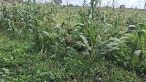 Polisi Jelaskan Kondisi Lahan Jagung di Tigaraksa: Masih Tahap Evaluasi Teknis