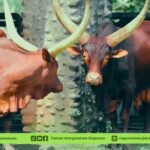 Sambut Tahun Baru 2026, Ragunan Perkenalkan Jihan dan Yogi Sapi Watusi Asal Afrika