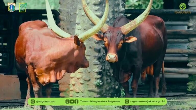 Sambut Tahun Baru 2026, Ragunan Perkenalkan Jihan dan Yogi Sapi Watusi Asal Afrika