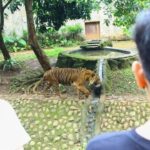 Kisah Fahmi, Zookeeper Ragunan: Bonding Harimau Sambil Tetap Waspada
