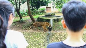 Kisah Fahmi, Zookeeper Ragunan: Bonding Harimau Sambil Tetap Waspada