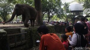 Libur Tahun Baru, Pengelola Prediksi 100 Ribu Pengunjung Padati Taman Margasatwa Ragunan